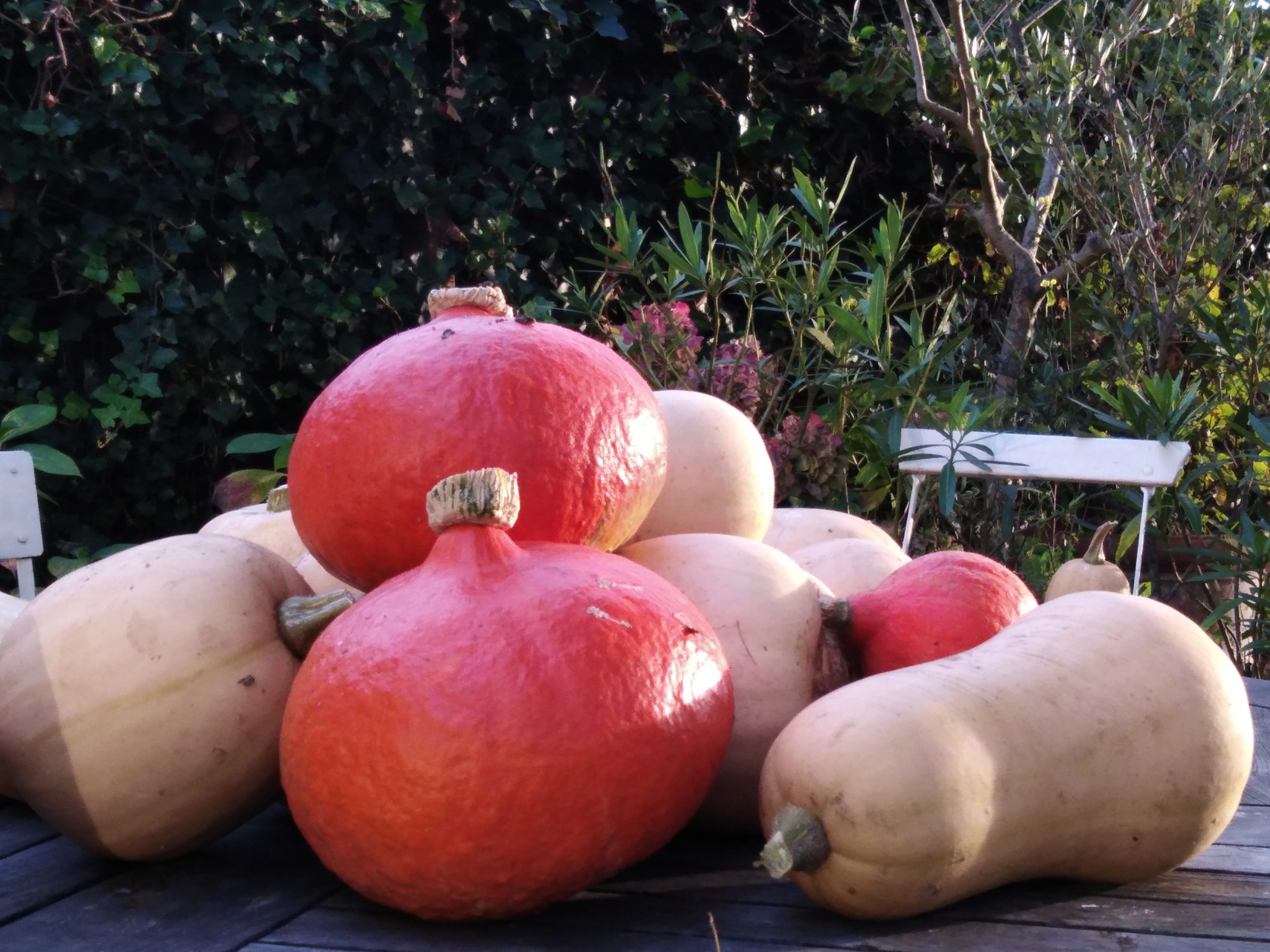 je eigen pompoenen! foto katrien berckmoes